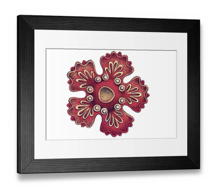 Framed Print : Historic illustration, Sea Star (Asteroidea)