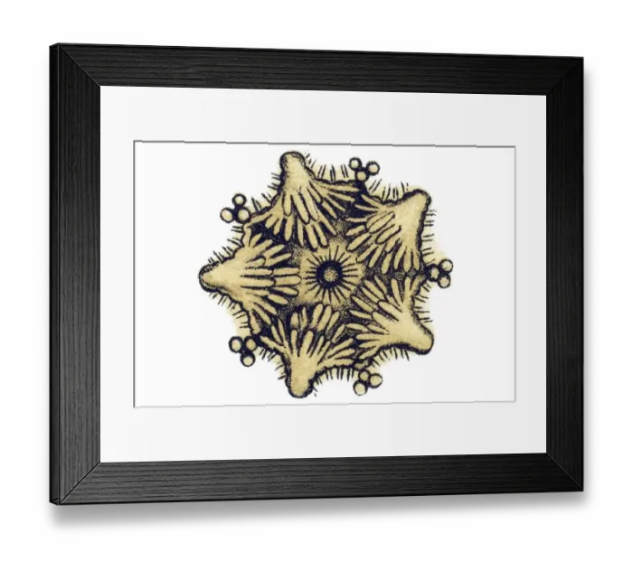 Framed Print : Historic illustration, Sea Star (Asteroidea) Framed Print : Historic illustration, Sea Star (Asteroidea)