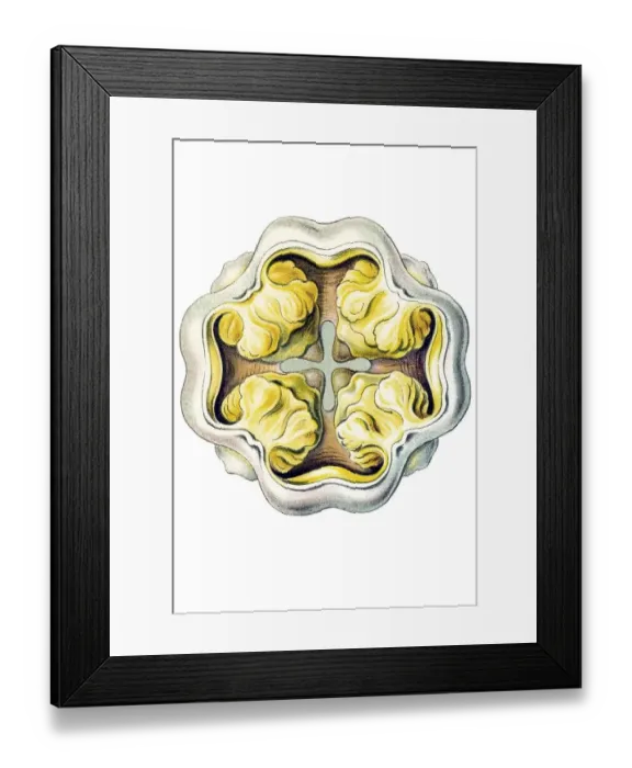 Framed Print : Historic illustration, Jellyfish (Peromedusae)