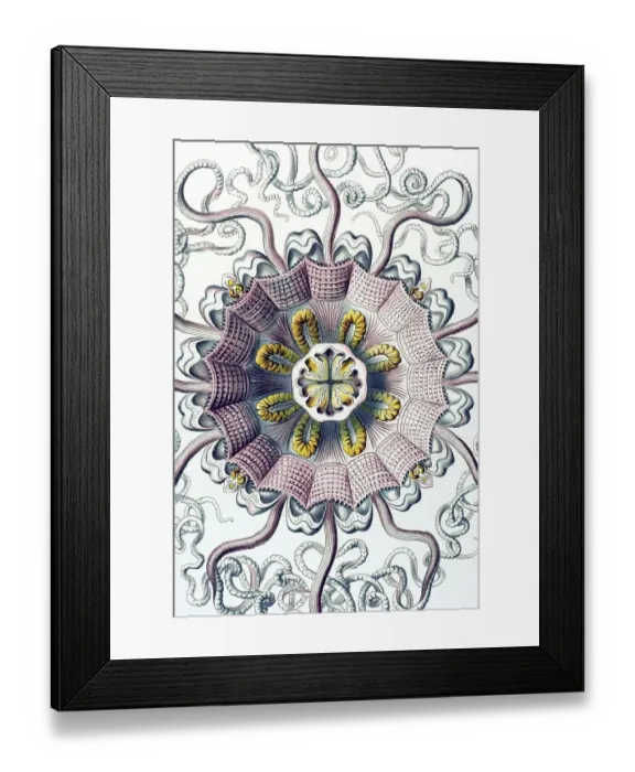 Framed Print : Historic illustration, Jellyfish (Peromedusae)