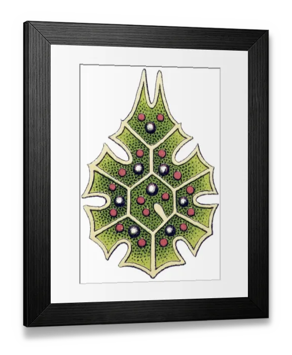 Framed Print : Historic illustration, Melethallia (Melethallia) Framed Print : Historic illustration, Melethallia (Melethallia)