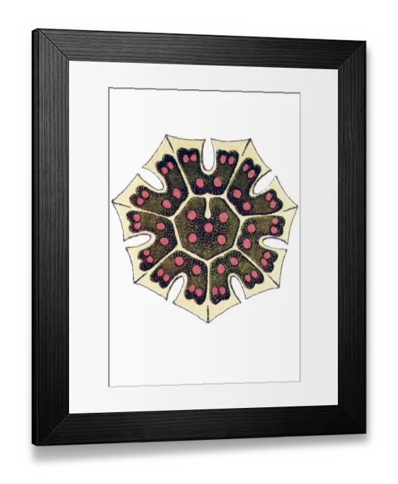 Framed Print : Historic illustration, Melethallia (Melethallia) Framed Print : Historic illustration, Melethallia (Melethallia)