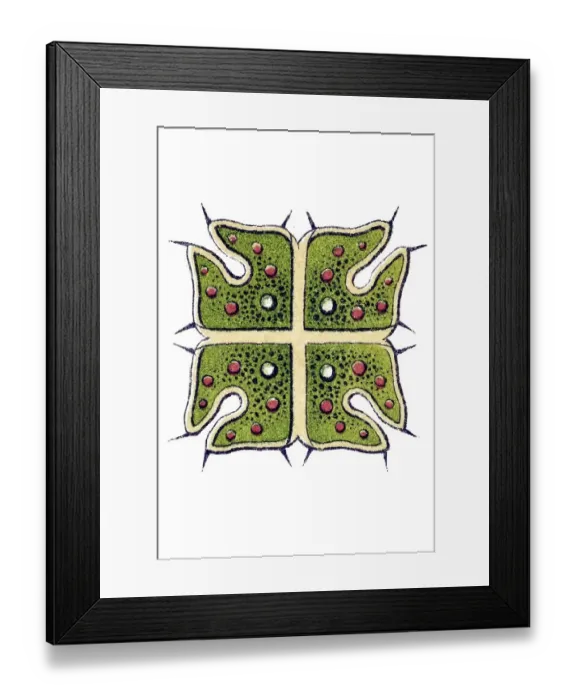 Framed Print : Historic illustration, Melethallia (Melethallia)