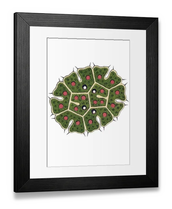 Framed Print : Historic illustration, Melethallia (Melethallia) Framed Print : Historic illustration, Melethallia (Melethallia)