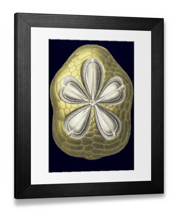 Framed Print : Historic illustration, Sea Urchin (Echinoidea)