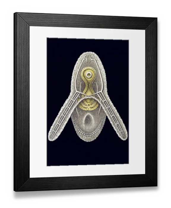 Framed Print : Historic ilustration, Sea Urchin (Echinoidea) Framed Print : Historic ilustration, Sea Urchin (Echinoidea)