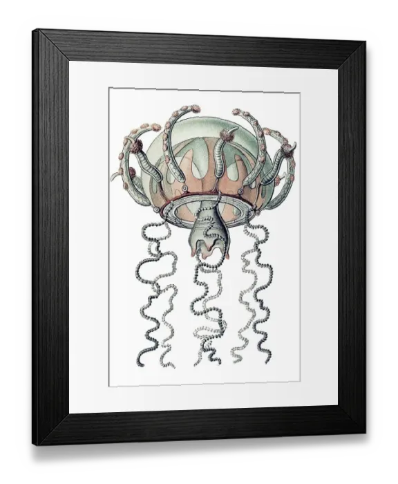 Framed Print : Historic illustration, Jellyfish (Trachymedusae)
