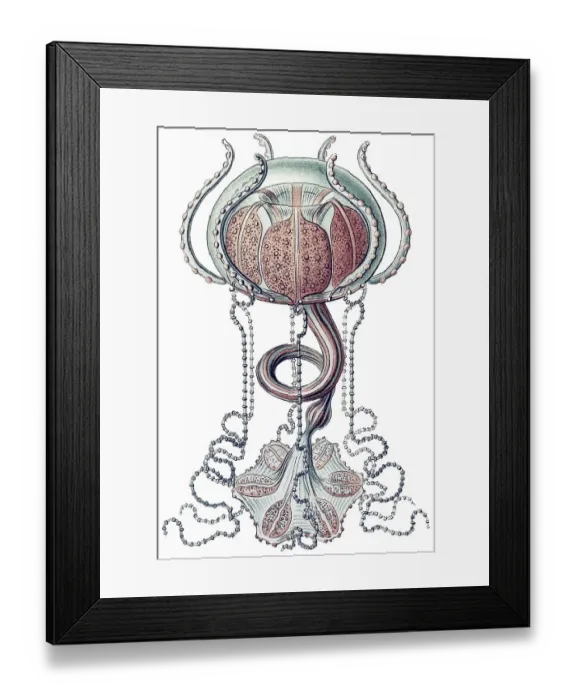 Framed Print : Historic illustration, Jellyfish (Trachymedusae)