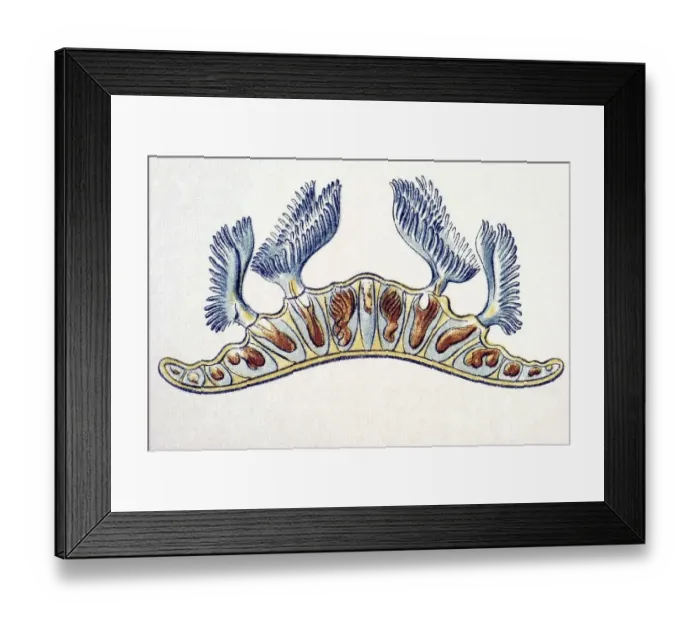 Framed Print : Historic illustration, Bryozoa
