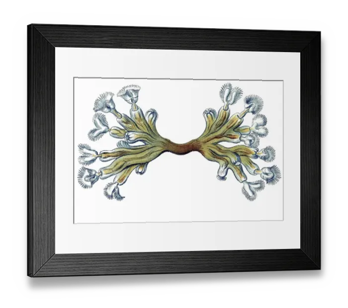 Framed Print : Historic illustrations, title Bryozoa Framed Print : Historic illustrations, title Bryozoa