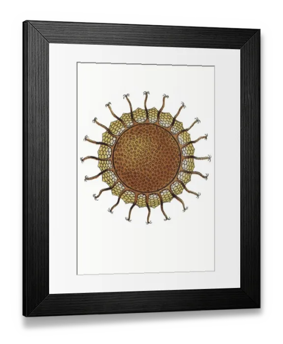Framed Print : Historic illustration, title Bryozoa Framed Print : Historic illustration, title Bryozoa