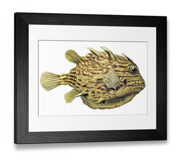 Framed Print : Historic illustration, Boxfish (Ostracion cornatus)
