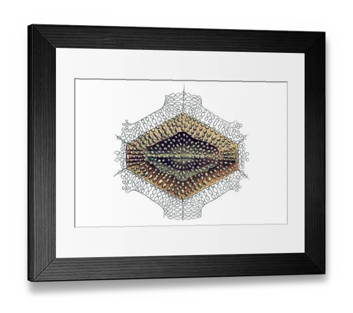 Framed Print : Historic illustration, Boxfish (Ostracion cornatus)