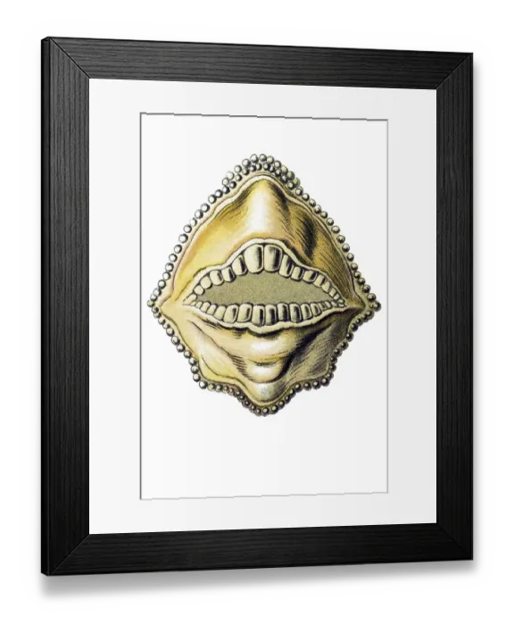 Framed Print : Historic illustration, Boxfish (Ostracion cornatus) Framed Print : Historic illustration, Boxfish (Ostracion cornatus)