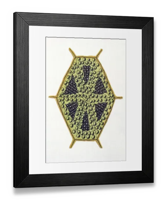 Framed Print : Historic illustration, Scrawled Cowfish (Ostracion quadricornis)