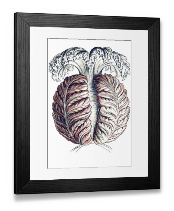 Framed Print : Historic illustration, Jellyfish (Anthomedusae)