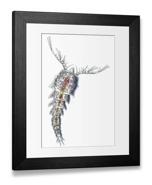 Framed Print : Historic illustration, Copepod (Copepoda) Framed Print : Historic illustration, Copepod (Copepoda)
