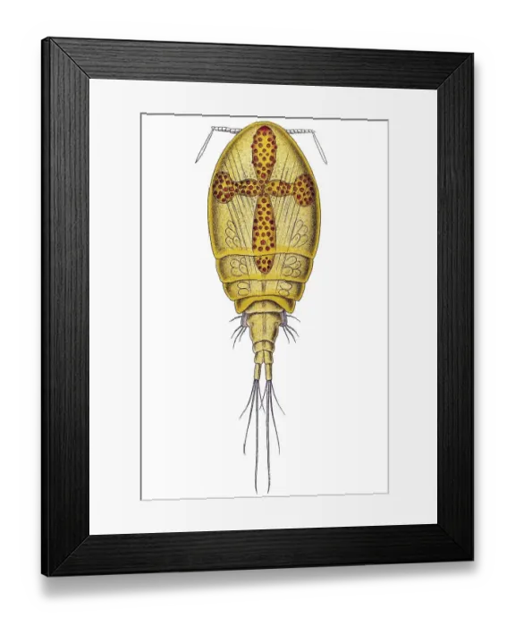 Framed Print : Historic illustration, Copepod (Copepoda) Framed Print : Historic illustration, Copepod (Copepoda)