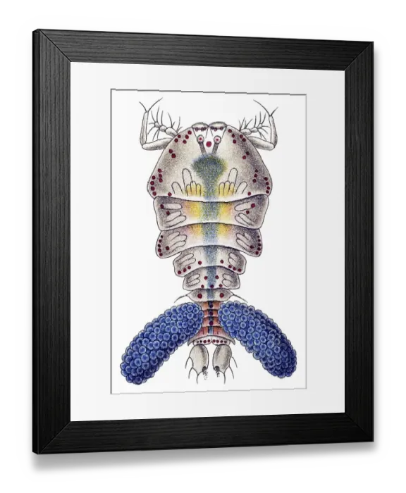 Framed Print : Historic illustration, Copepod (Copepoda)
