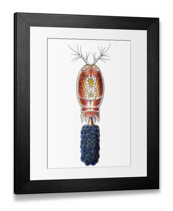 Framed Print : Historic illustration, Copepod (Copepoda)