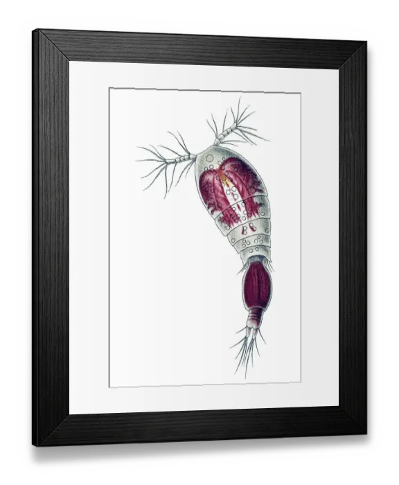 Framed Print : Historic illustration, Copepod (Copepoda) Framed Print : Historic illustration, Copepod (Copepoda)