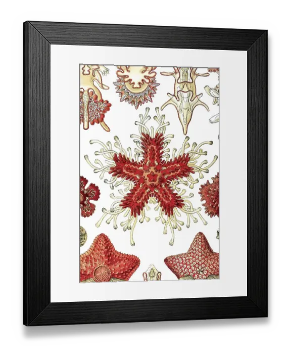 Framed Print : Historic illustration, Sea Star (Asteria rubens) Framed Print : Historic illustration, Sea Star (Asteria rubens)