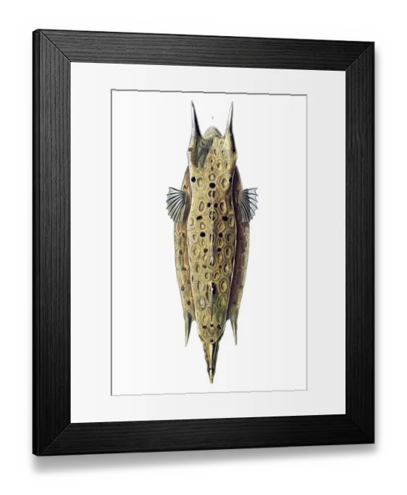 Framed Print : Historic illustration, Boxfish (Ostracion cornatus)