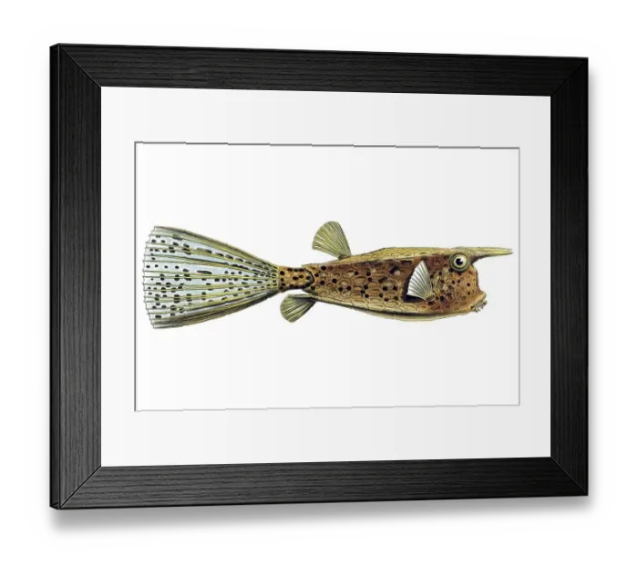 Framed Print : Historic illustration, Boxfish (Ostracion cornatus) Framed Print : Historic illustration, Boxfish (Ostracion cornatus)