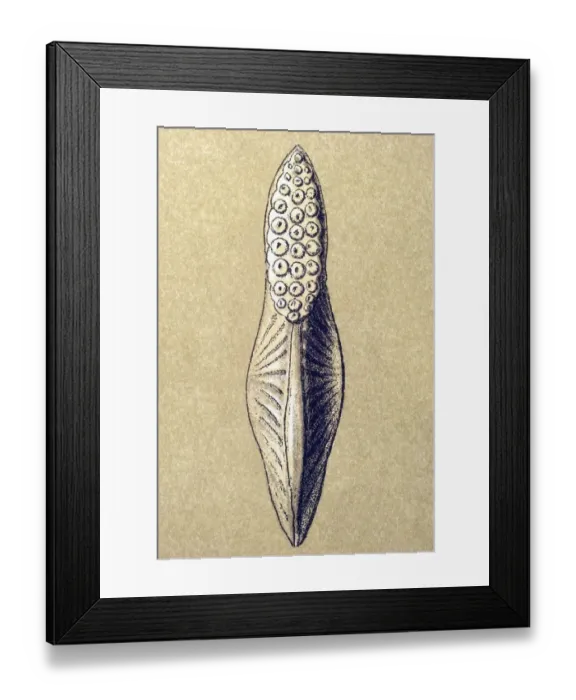 Framed Print : Historic illustration, tablet 12 Framed Print : Historic illustration, tablet 12