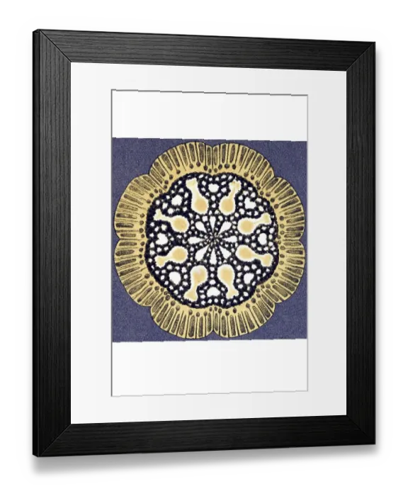 Framed Print : Historical illustration, Discomedusae Framed Print : Historical illustration, Discomedusae