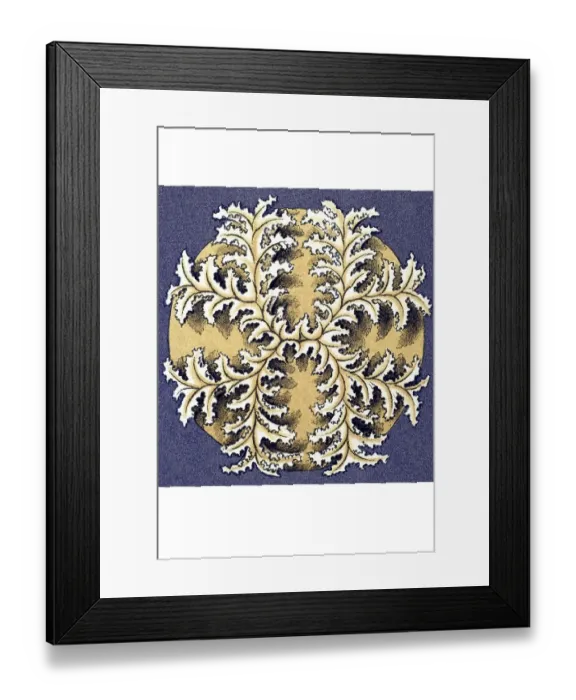 Framed Print : Historical illustration, Discomedusae Framed Print : Historical illustration, Discomedusae