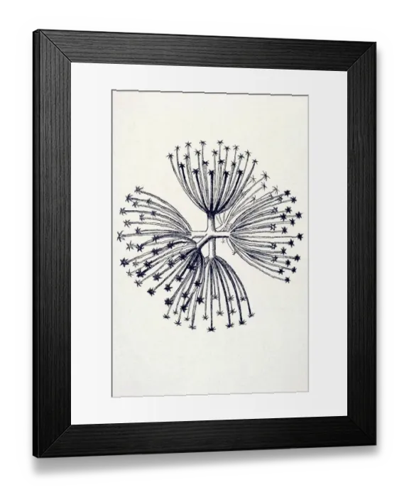 Framed Print : Historical illustration, Hexactinellid Sponge