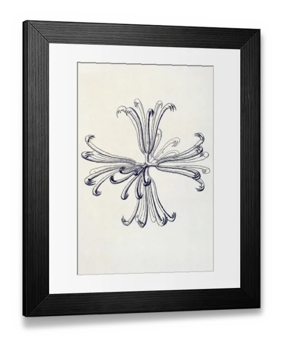 Framed Print : Historical illustration, Hexactinellid Sponge Framed Print : Historical illustration, Hexactinellid Sponge