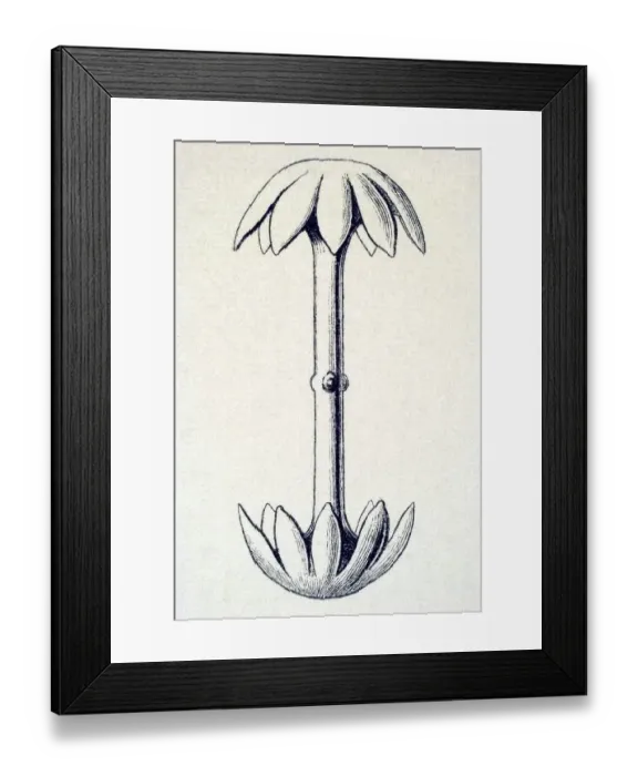 Framed Print : Historical illustration, Hexactinellid Sponge Framed Print : Historical illustration, Hexactinellid Sponge