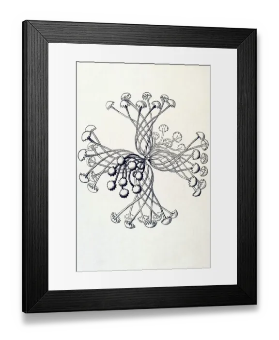 Framed Print : Historical illustration, Hexactinellid Sponge
