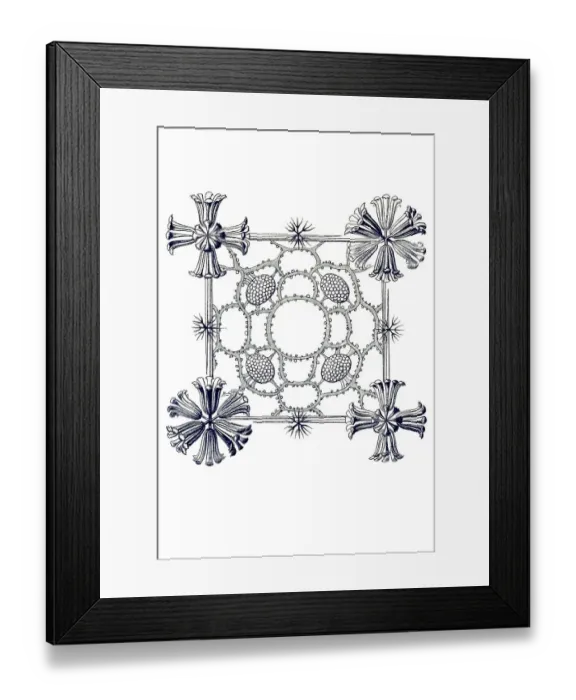 Framed Print : Historical illustration, Hexactinellid Sponge Framed Print : Historical illustration, Hexactinellid Sponge