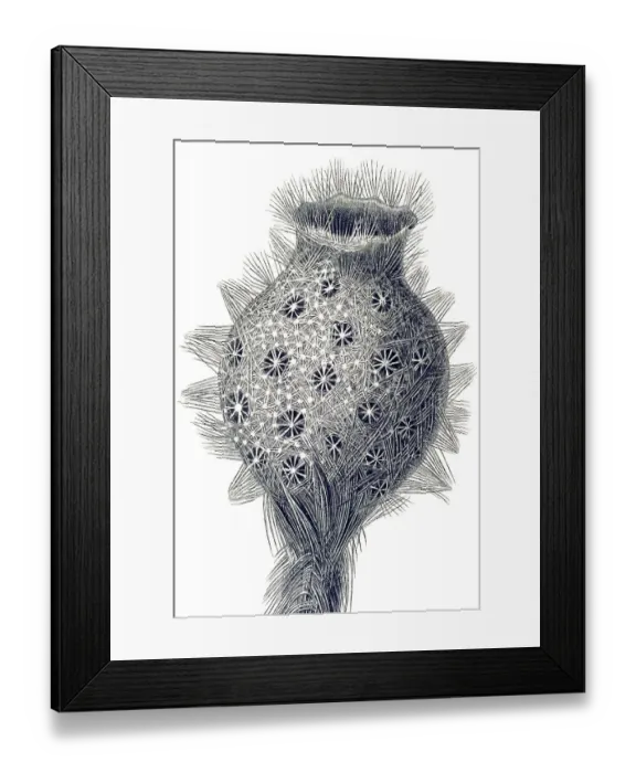 Framed Print : Historical illustration, Hexactinellid Sponge Framed Print : Historical illustration, Hexactinellid Sponge