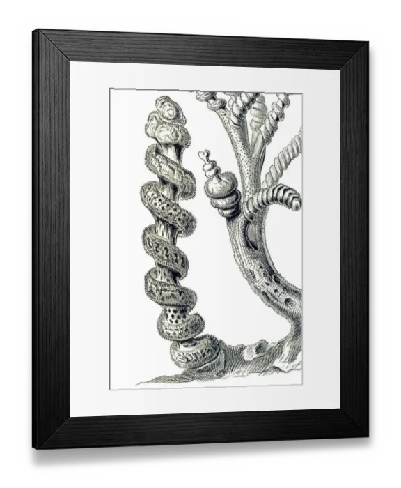 Framed Print : Historical illustration, Hexactinellid Sponge
