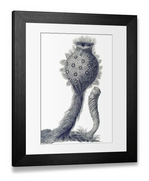 Framed Print : Historical illustration, Hexactinellid Sponge Framed Print : Historical illustration, Hexactinellid Sponge