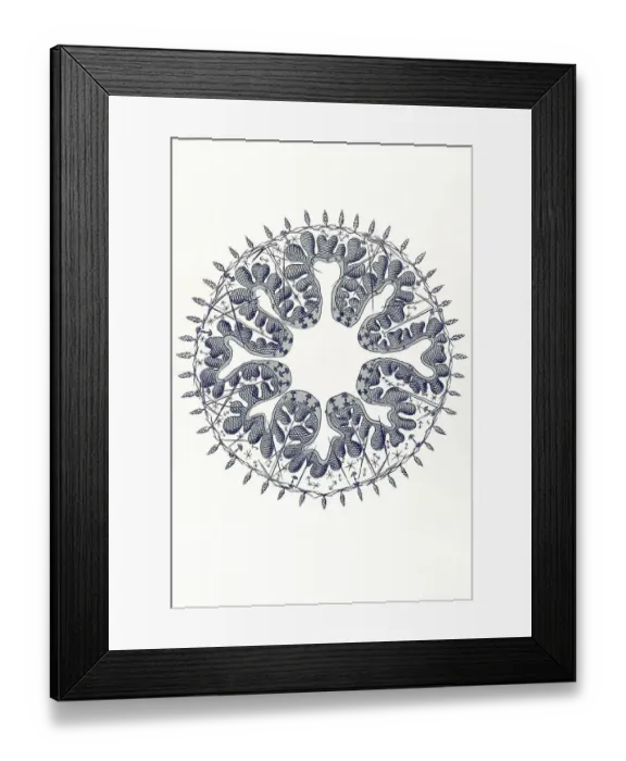 Framed Print : Historical illustration, Hexactinellid Sponge Framed Print : Historical illustration, Hexactinellid Sponge