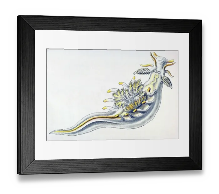 Framed Print : Historical illustration, Nudibranchia Framed Print : Historical illustration, Nudibranchia
