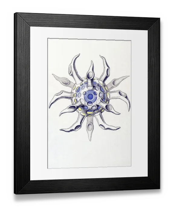 Framed Print : Historical illustration, Polycyttaria
