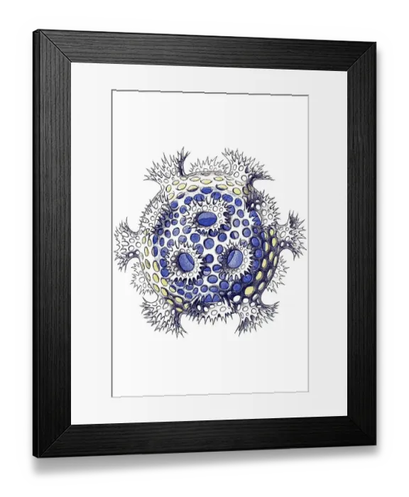 Framed Print : Historical illustration, Polycyttaria