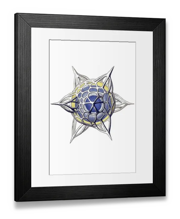 Framed Print : Historical illustration, Polycyttaria Framed Print : Historical illustration, Polycyttaria