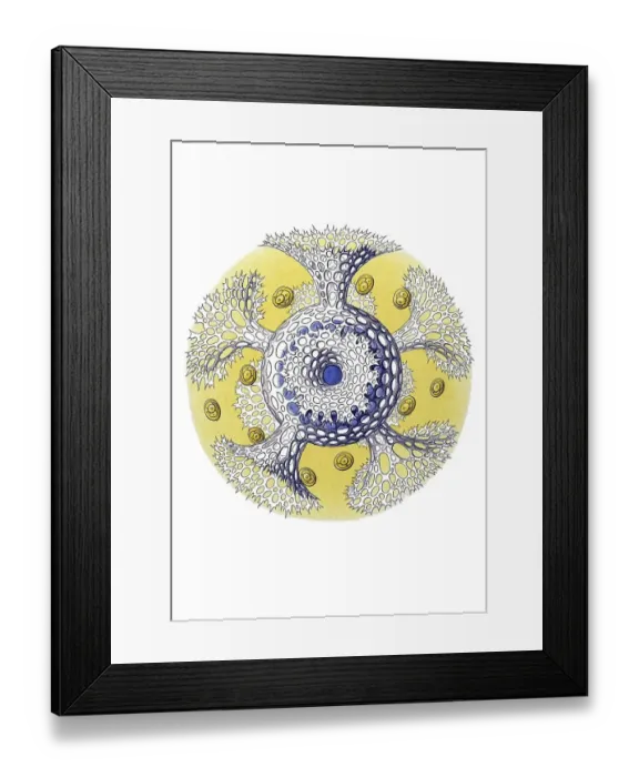 Framed Print : Historical illustration, Polycyttaria