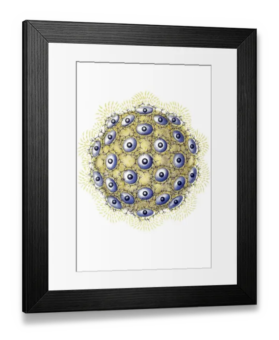 Framed Print : Historical illustration, Polycyttaria