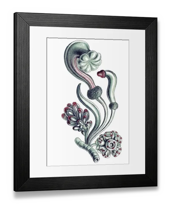 Framed Print : Historical illustration, Siphonophorae Framed Print : Historical illustration, Siphonophorae