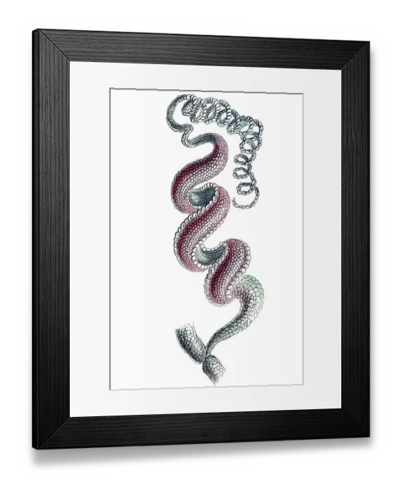 Framed Print : Historical illustration, Siphonophorae