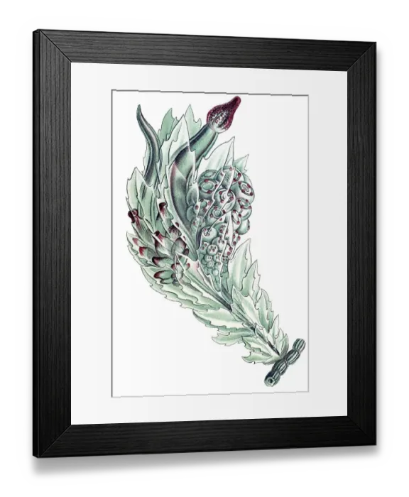 Framed Print : Historical illustration, Siphonophorae