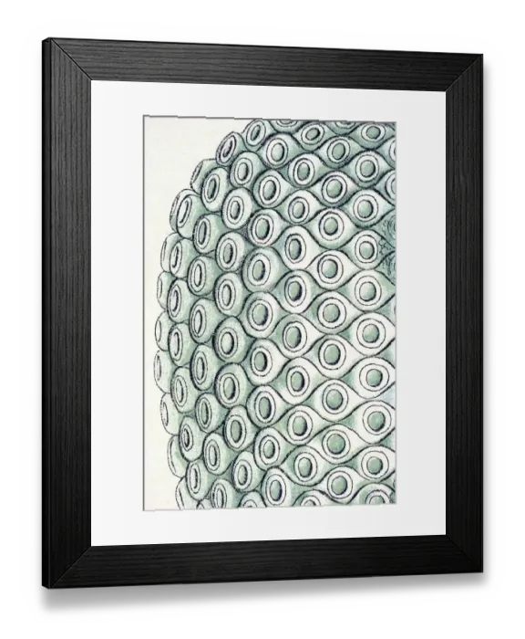 Framed Print : Historical illustration, Siphonophorae